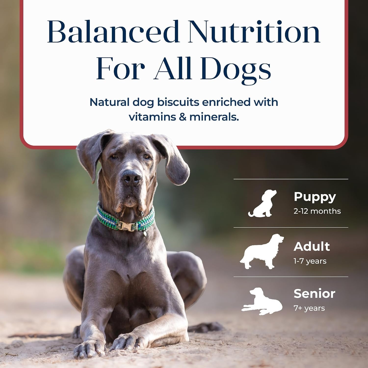 blue-buffalo-basics-crunchy-dog-biscuits-for-skin-stomach-care-limited-ingredient-diet-dog-treats-salmon-potato-recipe-6-oz-bag