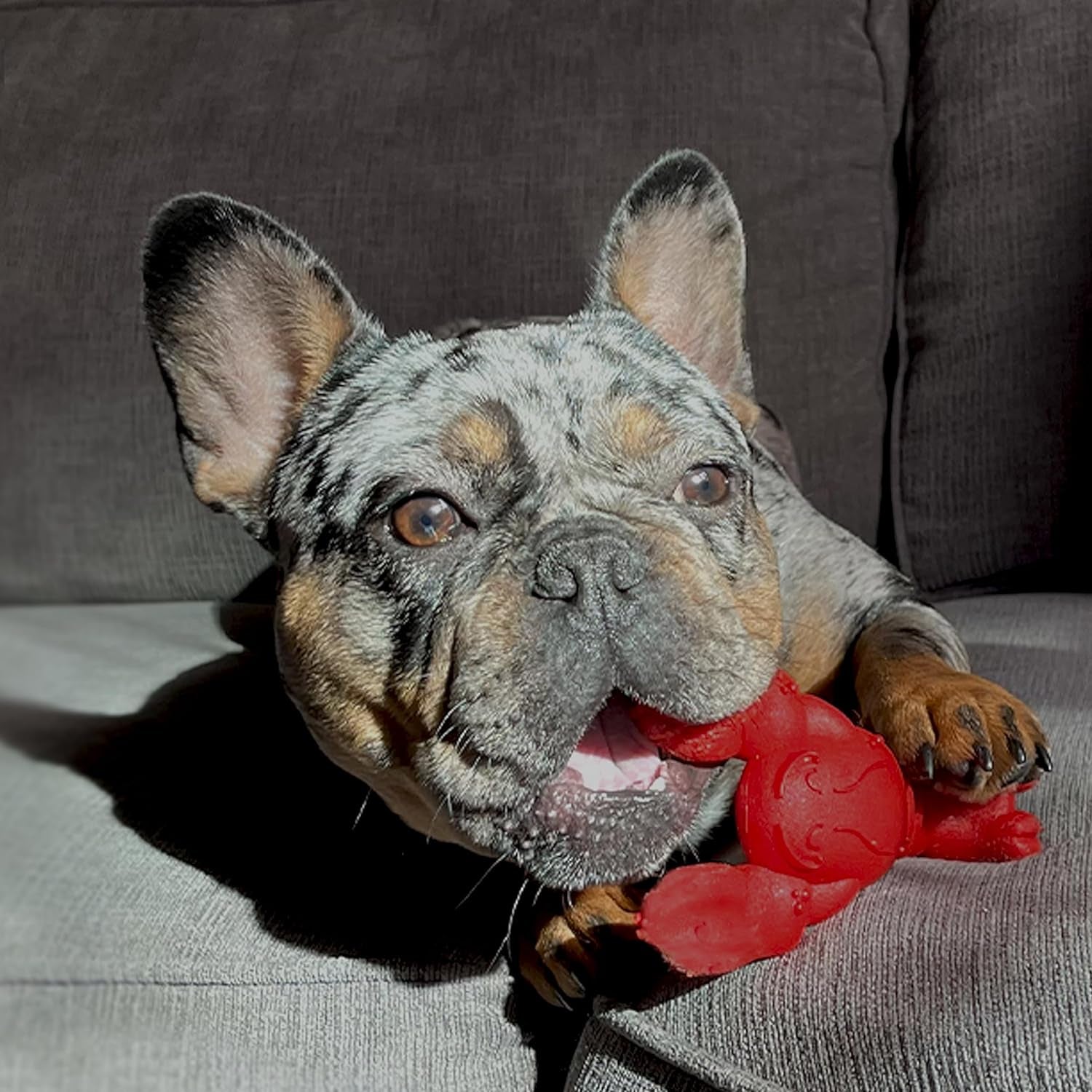 nylabone-power-chew-lobster-dog-chew-toy-filet-mignon-flavor-small-durable-dog-toys-for-aggressive-chewers-long-lasting-discourages-destructive-chewing-for-dogs-up-to-25-lbs
