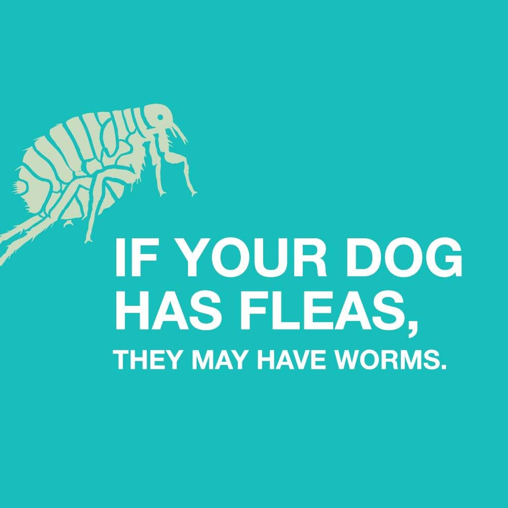 elanco-tapeworm-dewormer-praziquantel-tablets-for-dogs-5-count-pack-of-1-praziquantel-tablets-for-dogs-and-puppies-4-weeks-and-older