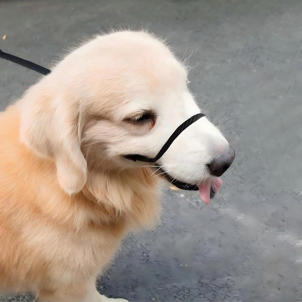 No Pull Dog Leash - Figure 8 Slip Lead Head Collar for Large Dogs (Black)2