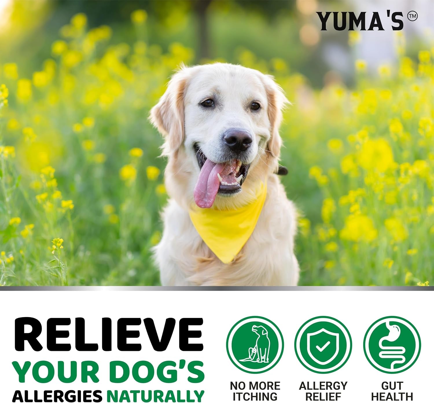 dog-allergy-relief-chews-dog-itching-skin-relief-treatment-pills-170-treats-anti-itch-chewables-itchy-and-paw-licking-hot-spots-omega-3-fish-oil-dry-skin-coat-supplement