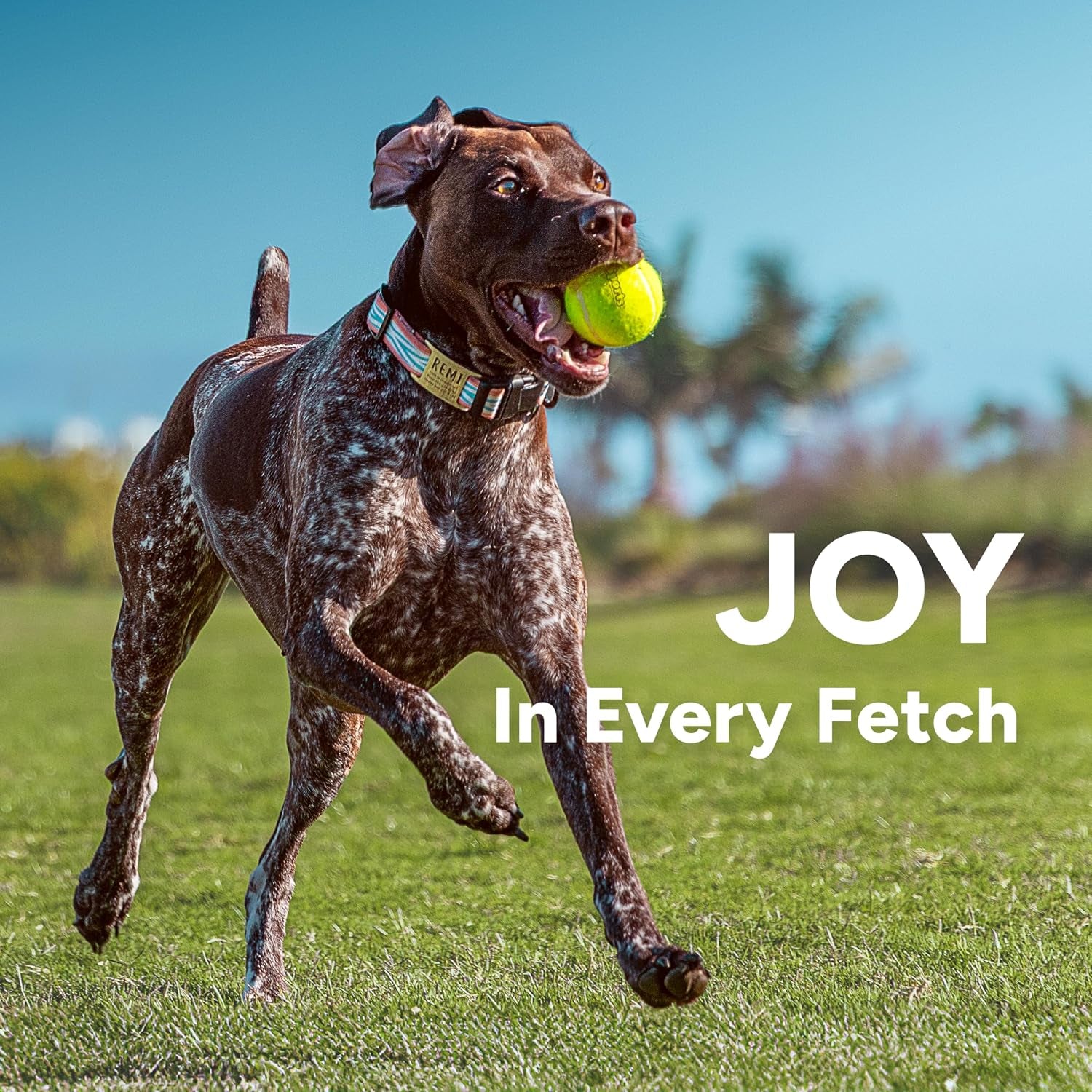 gosports-pets-24-inch-dog-ball-launcher-ergonomic-tennis-ball-thrower-for-dogs-20-lbs-includes-tosser-and-2-2-5-inch-balls-for-fetch