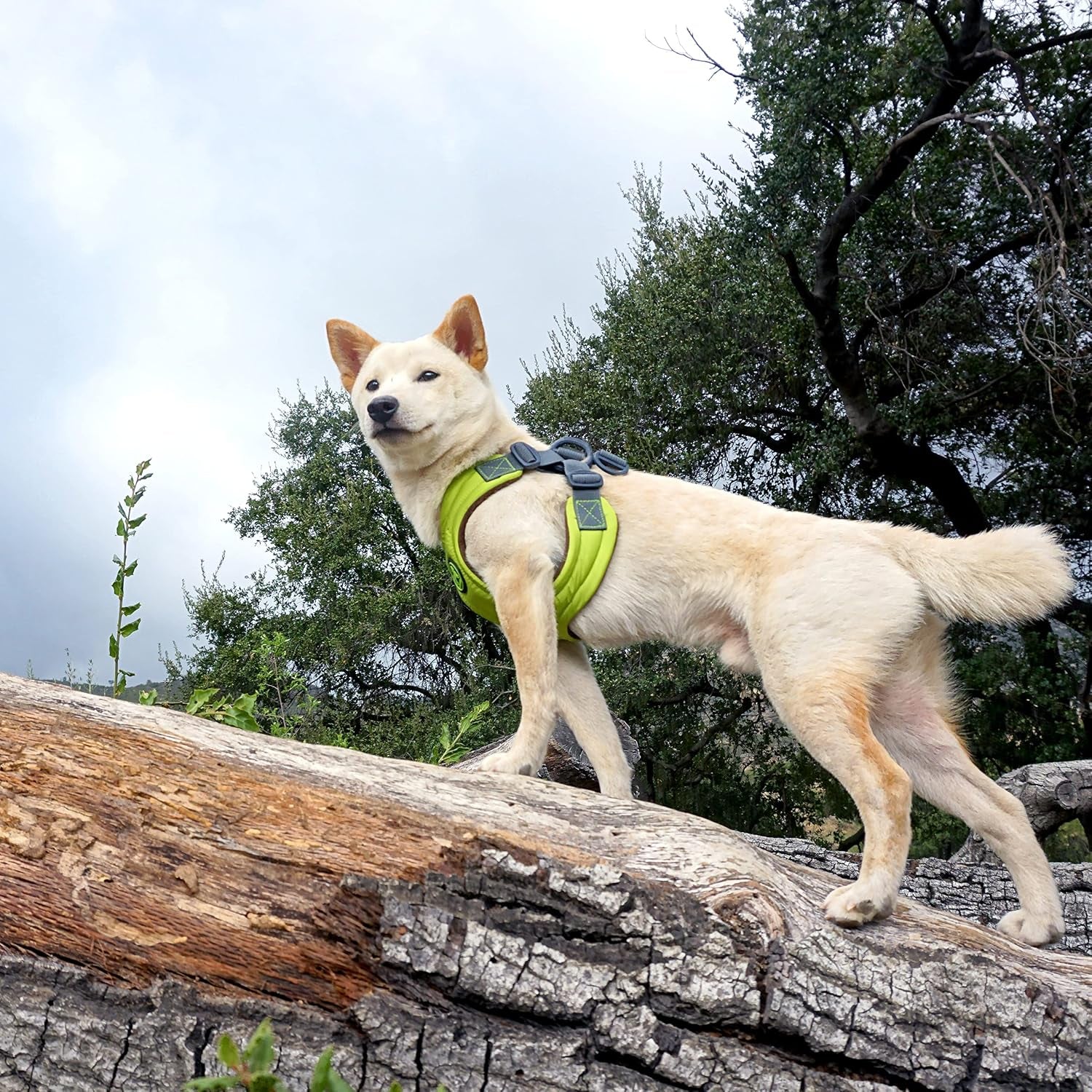 gooby-escape-free-memory-foam-harness-green-large-no-pull-step-in-small-dog-harness-with-four-point-adjustment-perfect-on-the-go-dog-harness-for-medium-dogs-no-pull-and-small-dogs