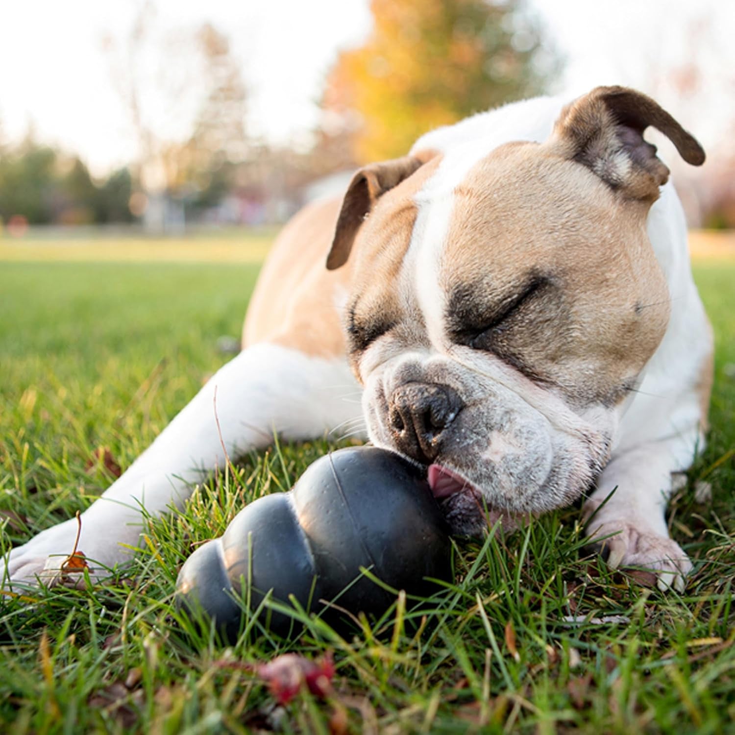 kong-extreme-dog-toy-fetch-chew-toy-treat-filling-capabilities-erratic-bounce-for-extended-play-time-most-durable-natural-rubber-material-for-power-chewers-for-large-dogs