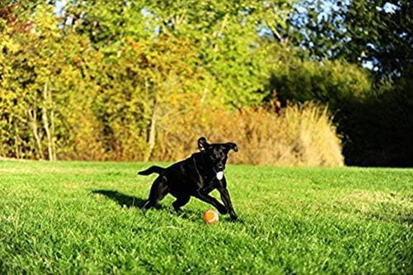 Chuckit! Dog Tennis Ball Dog Toy, Large (3 Inch Diameter) for Dogs 60-100 Lbs, Pack of 27