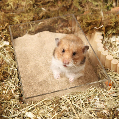 BUCATSTATE Hamster Bath Sand with Pour Spout, 6.6LB Desert Bath Sand | No-Dust Potty Litter Calcium-Free Sand for Hamster Chinchillas Gerbil Mice Degu or Other Small Pets (Fine Sand)6