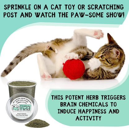 From the Field | Fine Ground Stalkless Catnip | Premium Usa-Grown Catnip for Toys & Playtime | Fresh, Potent, Non-Toxic, Eco-Friendly | Safe for Kittens & Cats | Resealable 6 Oz Tub6