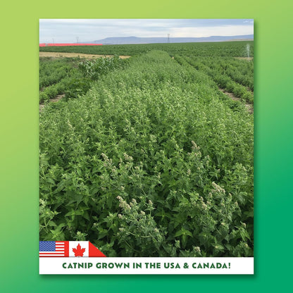 Super ZOOMIES Catnip Mix | High Potency, Hand Harvested | Hand-Harvested Fresh Catnip Mix for Cats; Sparks Zoomies & Active Play; Grown in Canada & USA, Nothing Artificial4