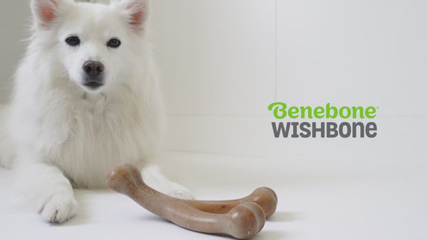 Medium wishbone dog chew toy with bacon flavor and durable nylon design for daily chewing